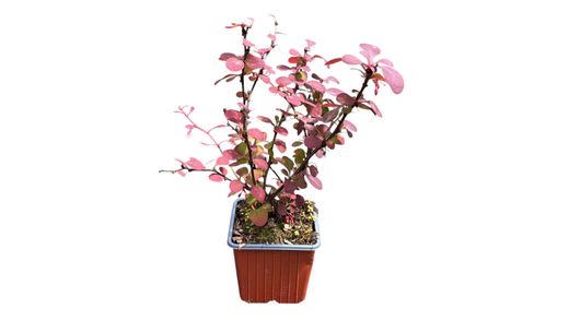 Agracejo rojo variegado, Berberis thunbergii "Pink queen"