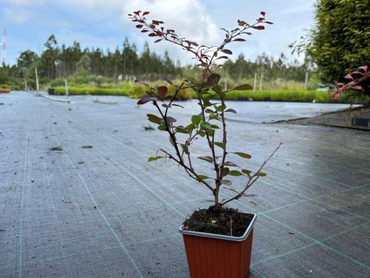 Barberry vermelho variado, Berberis thunbergii "Pink queen"