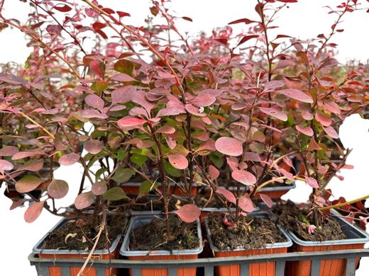 Épine-vinette rouge panachée, Berberis thunbergii "Pink queen"