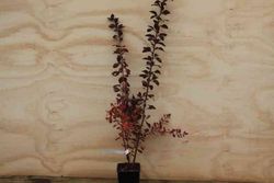 Agracejo superba, Berberis x Ottawensis 'Superba'