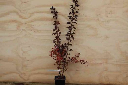 Agracejo superba, Berberis x Ottawensis 'Superba'