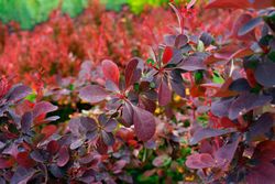 Agracejo superba, Berberis x Ottawensis 'Superba'