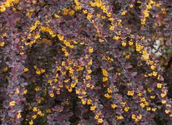 Agracejo superba, Berberis x Ottawensis 'Superba'