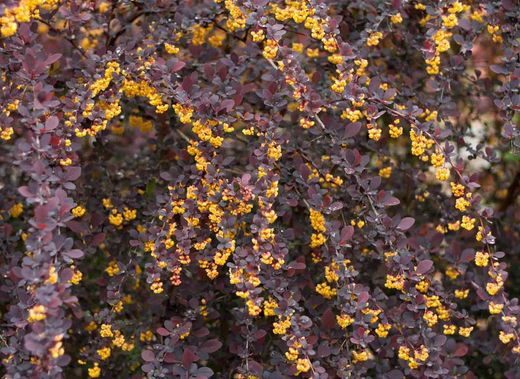 Agracejo superba, Berberis x Ottawensis 'Superba'