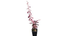 Agracejo superba, Berberis x Ottawensis 'Superba'
