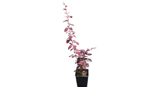 Agracejo superba, Berberis x Ottawensis 'Superba'