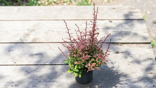 Agracejo variegado "Rose glow"