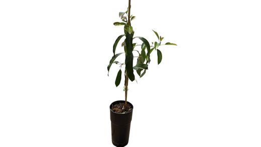 Árbol de Aguacate Pinkerton
