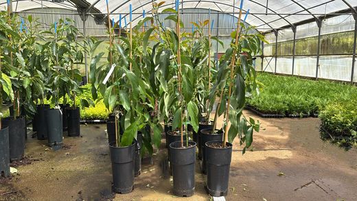 Árbol de Aguacate Reed - Persea americana ‘Reed’