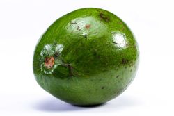 Árbol de Aguacate Reed - Persea americana ‘Reed’