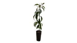 Árbol de Aguacate Reed - Persea americana ‘Reed’