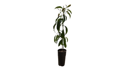 Árbol de Aguacate Reed - Persea americana ‘Reed’