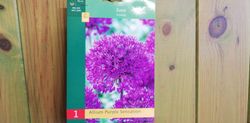 Ajo ornamental, Allium aflatunense