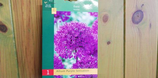 Ail ornemental, Allium aflatunense