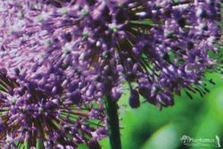 Ajo ornamental, Allium aflatunense