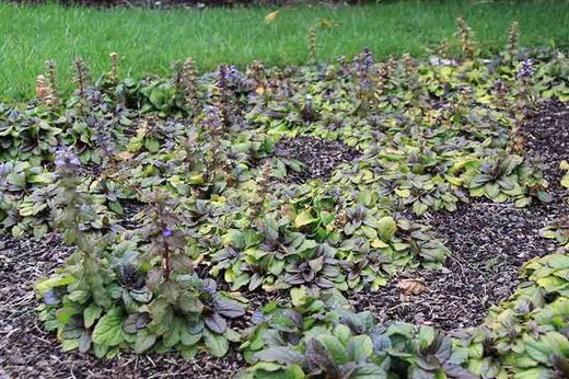 Ajuga reptans "Atropurpurea"