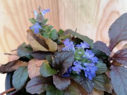 Ajuga reptans "Atropurpurea"