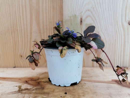 Ajuga reptans "Atropurpurea"
