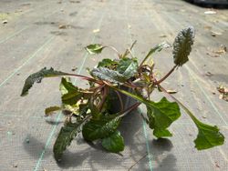 Ajuga reptans - Consolda médio