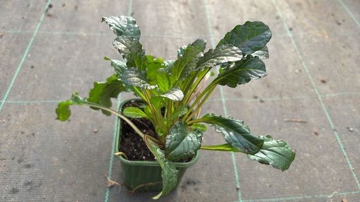 Ajuga reptans - Consuelda media