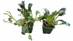 Ajuga reptans - Consuelda media