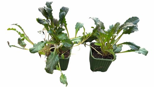 Ajuga reptans - Consuelda media