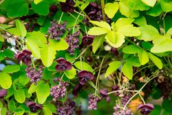 Trepadora chocolate, Akebia quinata