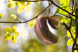 Trepadora chocolate, Akebia quinata