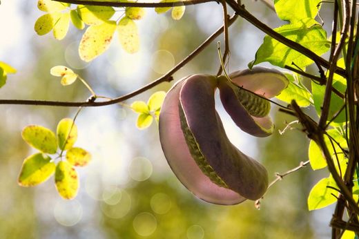 Trepadora chocolate, Akebia quinata