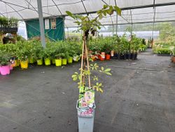 Trepadora chocolate, Akebia quinata