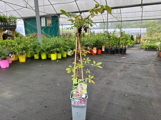 Trepadora chocolate, Akebia quinata