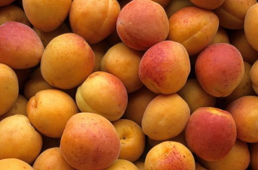 Damasco Bergeron - Árvore de fruto de alperce