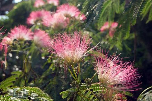 Albizia julibrissin, acacia de constantinople en forêt socket
