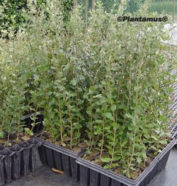 Sobreiro, Quercus suber, Sobreira