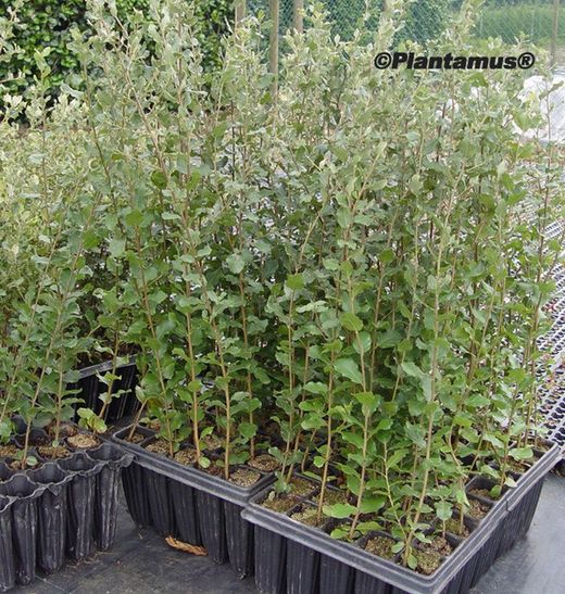 Sobreiro, Quercus suber, Sobreira