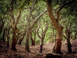 Sobreiro, Quercus suber, Sobreira