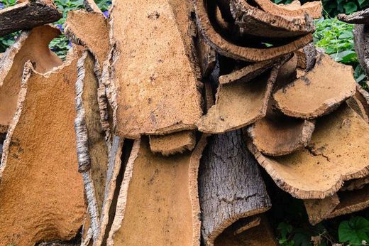 Sobreiro, Quercus suber, Sobreira