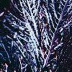 Alga ecológica agar agar en copos (Gelidium sesquipedale)