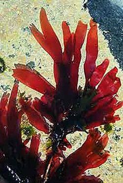 Alga ecológica dulse (palmaria palmata)