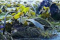 Algas kombu orgânicas (laminaria)