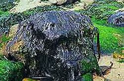 Alga ecológica nori (Porphyra umbilicalis)