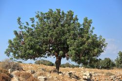 Alfarroba, Ceratonia siliqua