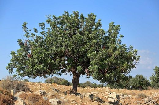 Alfarroba, Ceratonia siliqua