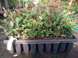 Alfarroba, Ceratonia siliqua