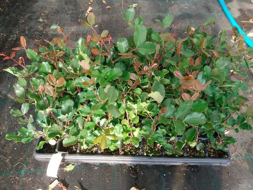 Alfarroba, Ceratonia siliqua