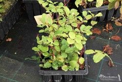 Alfarroba, Ceratonia siliqua