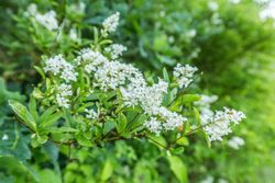 Aligustre de California, Ligustrum ovalifolium