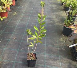 Aligustre de California, Ligustrum ovalifolium