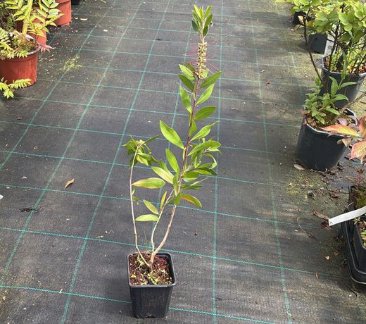 Aligustre de California, Ligustrum ovalifolium