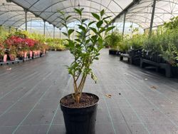 Aligustre de California, Ligustrum ovalifolium